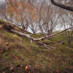 dormant domain