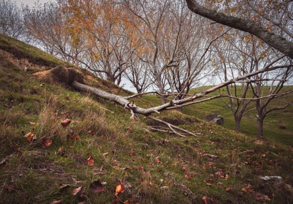 dormant domain